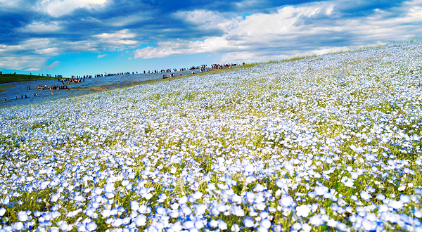 国营常陆海滨公园