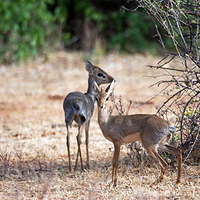 桑布鲁自然保护区