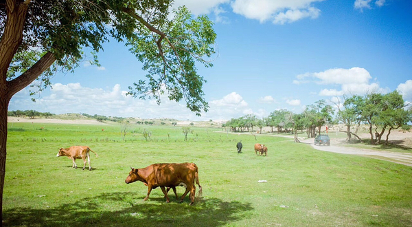 锡林郭勒盟草原