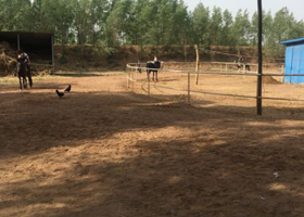 山西省太原市清徐县桃园马场