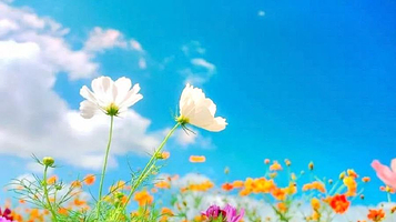 深圳花田盛世·团建野炊·烧烤采摘农家乐