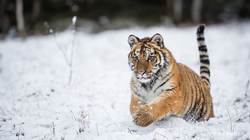 长白山东北虎林园
