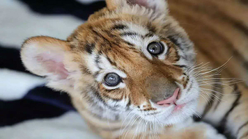 长沙生态动物园