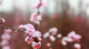 德阳红泉桃花谷