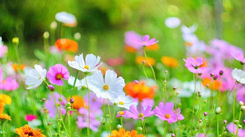 太湖花海主题度假乐园