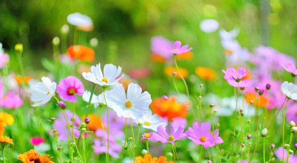 太湖花海主题度假乐园