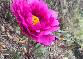 雷山丛林国际牡丹园