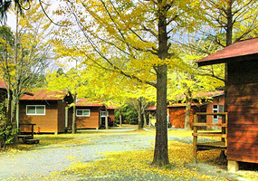 浪漫森林共和国