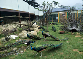 小池培斜动物园