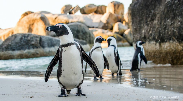 南非企鹅生态保护区