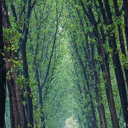 商丘黄河故道国家森林公园