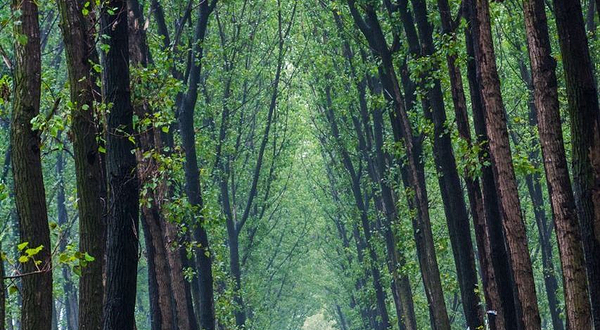 商丘黄河故道国家森林公园