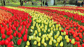 普罗雅庭妖媚花仙谷