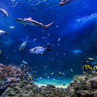 悉尼水族馆