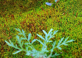 宁城县藏龙谷国家AAA级自然风景区