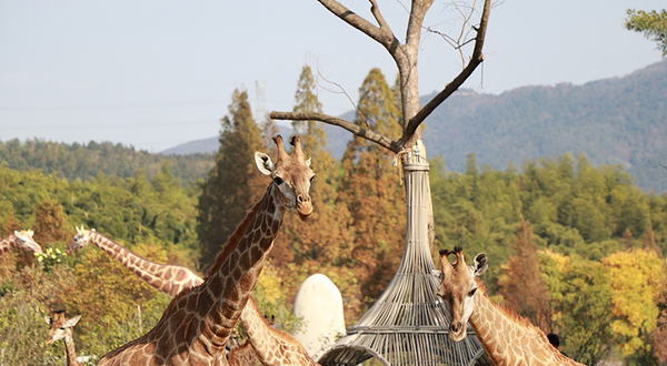 湖州长颈鹿庄园