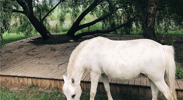 贵族之家马术俱乐部