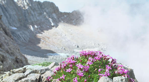 特罗姆瑟北极-高山植物园