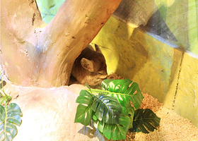 张家港萌宠动物园