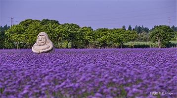 紫海鹭缘浪漫爱情主题公园