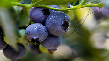 石牌湖蓝莓采摘园