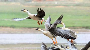 合肥龙溪动物园