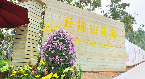 云梯山花海