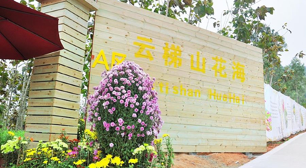 云梯山花海