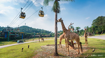 猛兽地带-非洲狮