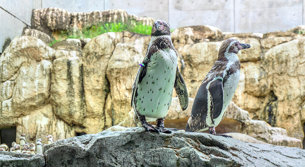 长崎企鹅水族馆