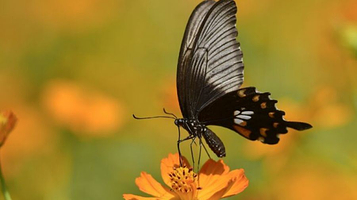 丽水蝴蝶谷(城市花园)