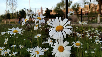 英吉沙文化中心