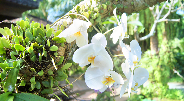 巴厘岛兰花园