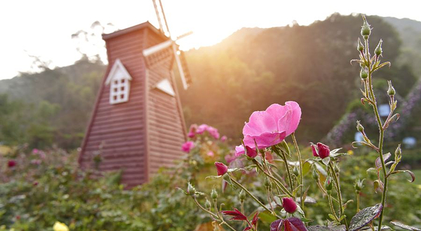 茶山樱花谷