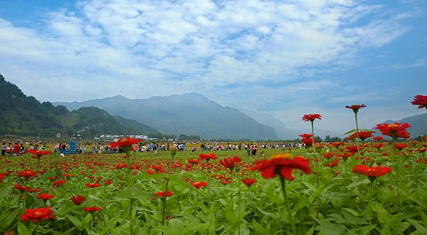通济花海露营公园