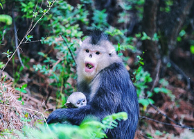 塔城滇金丝猴国家公园