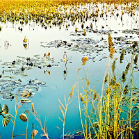 台儿庄运河国家湿地公园