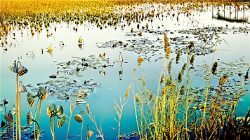 台儿庄运河国家湿地公园