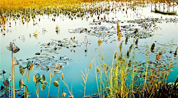 台儿庄运河国家湿地公园
