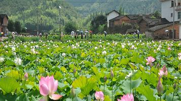 连城塘前漂流（豸下莲乡风景区）
