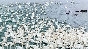天鹅湖生态旅游区