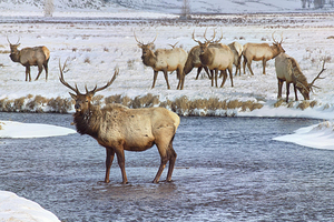 国家马鹿保护区