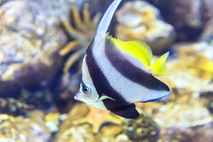 关岛海底世界水族馆