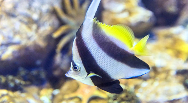 关岛海底世界水族馆