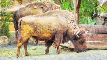 兰乔德克萨斯兰萨罗特公园