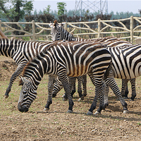 宿州野生动物园
