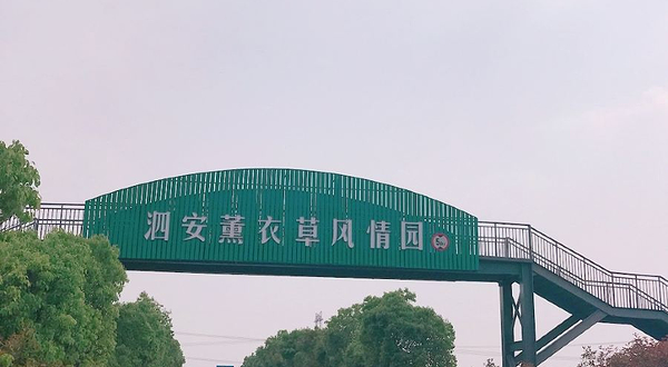 长兴泗安薰衣草风情园