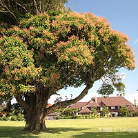 Kilohana Plantation Estate