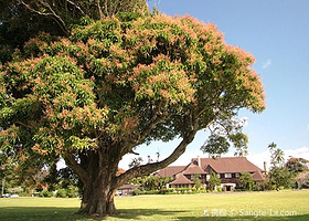 Kilohana Plantation Estate