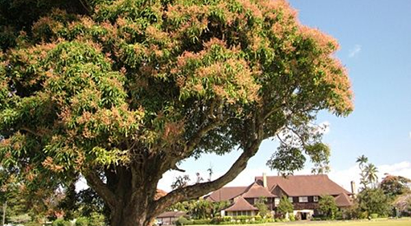 Kilohana Plantation Estate